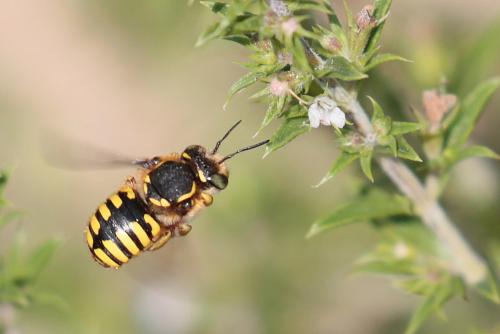 Anthidium manicatum